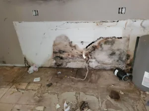 Severe mold damage behind a wall before professional mold remediation and cleanup.