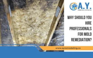Image of mold growth on wood framing used for a blog about the importance of professional mold remediation