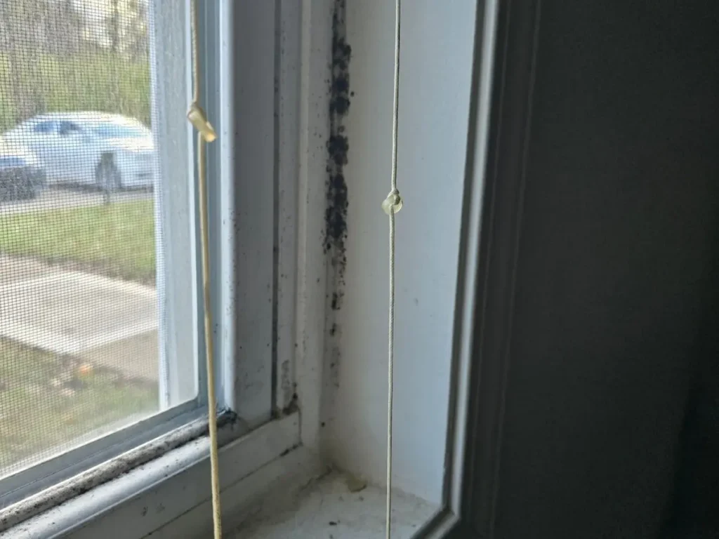 Black mold growth along apartment window frame and sill before remediation in Westfield, Indiana.